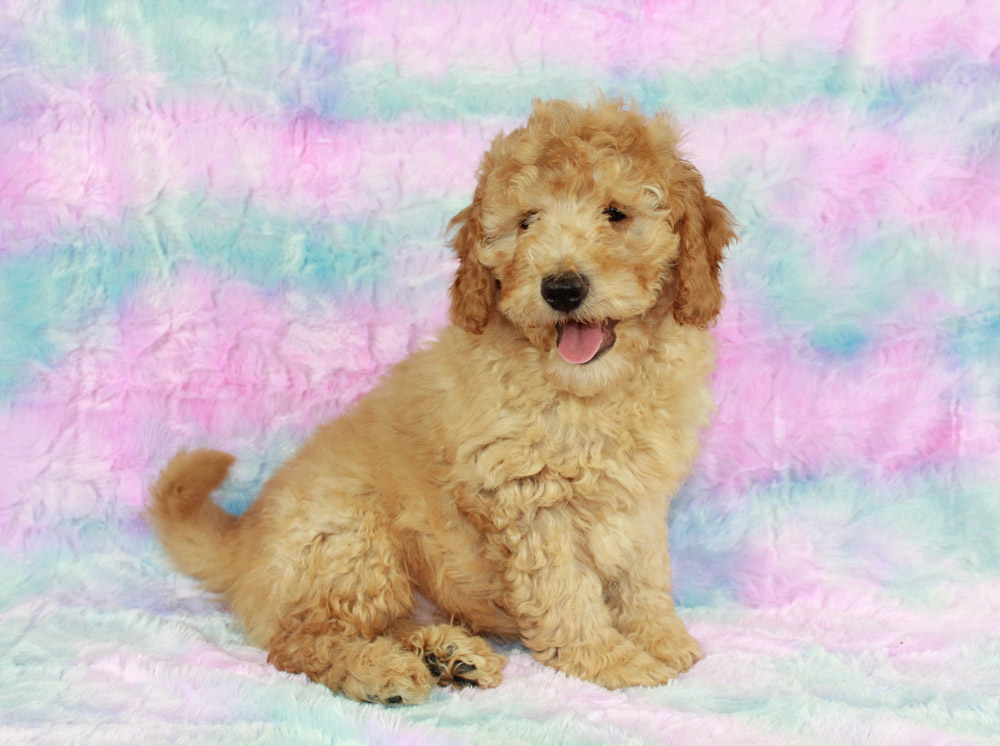 Female Mini Labradoodle puppy from Ada sleeping on a blanket.